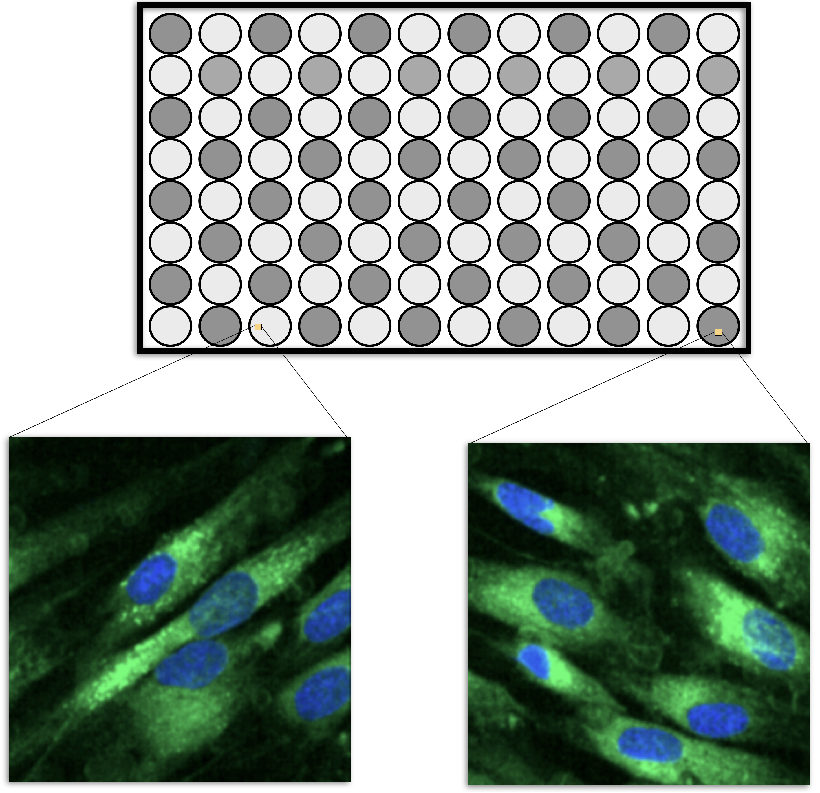 A schematic for the micro-titer plates in high content screening. The dark wells might be treated cells while the lightly colored cell would be controls. Multiple images are taken within each well and the cells in each image are isolated and quantified in different ways. The green represents the cell boundary and the blue describes the nucleus.